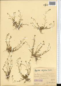 Hornungia procumbens (L.) Hayek, Middle Asia, Syr-Darian deserts & Kyzylkum (M7) (Uzbekistan)