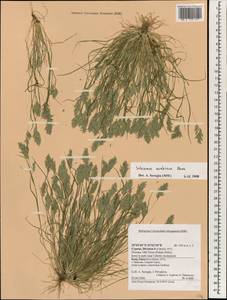 Schismus arabicus Nees, South Asia, South Asia (Asia outside ex-Soviet states and Mongolia) (ASIA) (Cyprus)