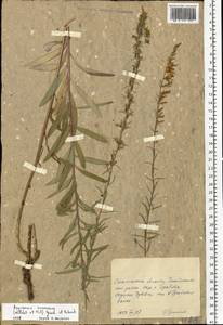 Asyneuma canescens (Waldst. & Kit.) Griseb. & Schenk, Eastern Europe, West Ukrainian region (E13) (Ukraine)