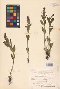 MHA 0 155 058, Ajuga genevensis L., Eastern Europe, Central forest-and-steppe region (E6) (Russia)