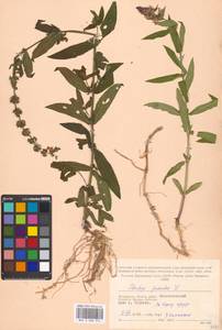 Stachys palustris L., Eastern Europe, Moscow region (E4a) (Russia)