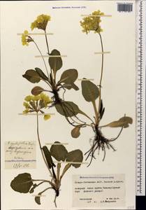 Primula cordifolia Rupr., Caucasus, North Ossetia, Ingushetia & Chechnya (K1c) (Russia)
