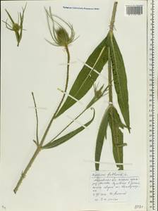 Dipsacus fullonum L., Eastern Europe, Moscow region (E4a) (Russia)