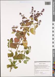 Mentha × piperita L., Eastern Europe, Belarus (E3a) (Belarus)
