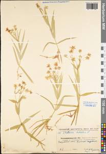 Rabelera holostea (L.) M. T. Sharples & E. A. Tripp, Eastern Europe, North Ukrainian region (E11) (Ukraine)
