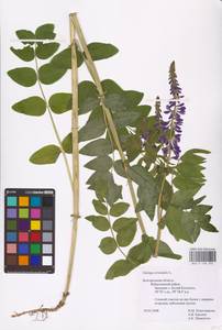 Galega orientalis Lam., Eastern Europe, Central forest-and-steppe region (E6) (Russia)