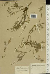 Alyssum gmelinii Jord. & Fourr., Eastern Europe, Moscow region (E4a) (Russia)