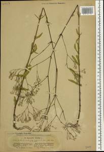 Gypsophila altissima L., Eastern Europe, North Ukrainian region (E11) (Ukraine)