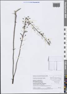 Camelina microcarpa Andrz. ex DC., Eastern Europe, Central region (E4) (Russia)