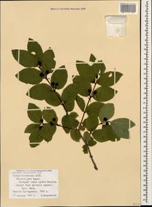 Lonicera caucasica subsp. orientalis (Lam.) D. F. Chamb. & Long, Caucasus, North Ossetia, Ingushetia & Chechnya (K1c) (Russia)