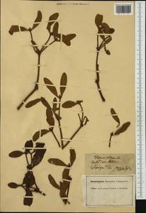 Viscum album L., Western Europe (EUR) (Germany)