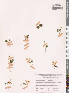 Viola crassa subsp. avatschensis (W.Becker & Hultén) Espeut, Siberia, Chukotka & Kamchatka (S7) (Russia)