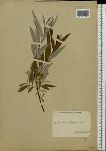 Salix viminalis L., Eastern Europe, Central forest region (E5) (Russia)