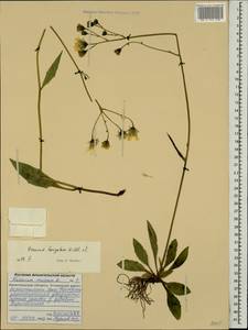 Hieracium laevigatum Willd., Eastern Europe, Northern region (E1) (Russia)