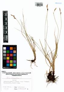Carex tomentosa L., Siberia, Baikal & Transbaikal region (S4) (Russia)