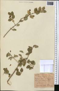 Lonicera korolkowii Stapf, Middle Asia, Western Tian Shan & Karatau (M3) (Kyrgyzstan)