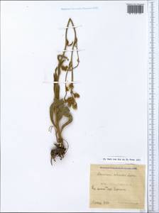 Pilosella echioides subsp. echioides, Crimea (KRYM) (Russia)