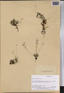 Draba palanderiana Kjellm., America (AMER) (United States)