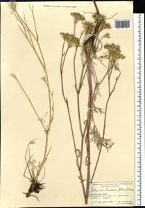 Kitagawia baicalensis (Redowsky ex Willd.) Pimenov, Siberia, Altai & Sayany Mountains (S2) (Russia)