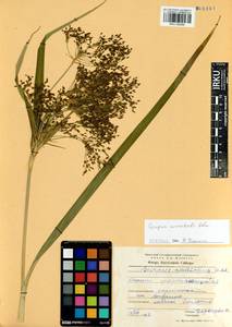 Scirpus orientalis Ohwi, Siberia, Baikal & Transbaikal region (S4) (Russia)