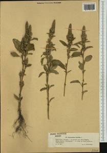 Amaranthus powellii S. Watson, Western Europe (EUR) (Poland)