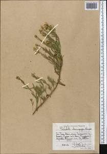 Galatella chromopappa Novopokr., Middle Asia, Western Tian Shan & Karatau (M3) (Uzbekistan)
