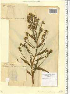 Armoracia rusticana P.Gaertn., B.Mey. & Scherb., Eastern Europe, Estonia (E2c) (Estonia)