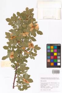Rosa caesia Sm., Eastern Europe, Central forest-and-steppe region (E6) (Russia)
