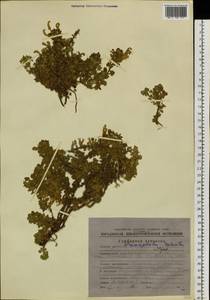 Dracocephalum palmatum Steph. ex Willd., Siberia, Chukotka & Kamchatka (S7) (Russia)