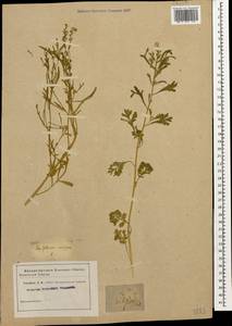 Lepidium sativum L., Caucasus (no precise locality) (K0)