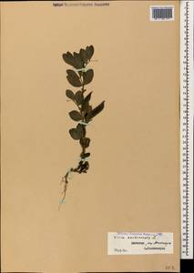 Vicia narbonensis L., Caucasus, Dagestan (K2) (Russia)