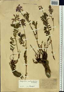 Hedysarum austrosibiricum B.Fedtsch., Siberia, Western (Kazakhstan) Altai Mountains (S2a) (Kazakhstan)