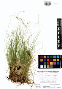 Carex disperma Dewey, Siberia, Baikal & Transbaikal region (S4) (Russia)