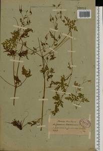 Geranium robertianum L., Eastern Europe, North-Western region (E2) (Russia)