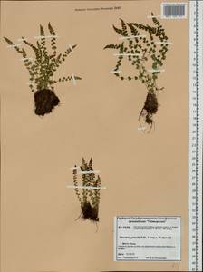 Woodsia glabella R. Br., Siberia, Central Siberia (S3) (Russia)