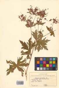 Geranium erianthum DC., Siberia, Russian Far East (S6) (Russia)