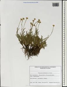 Tanacetum millefolium (L.) Tzvelev, Siberia, Western Siberia (S1) (Russia)