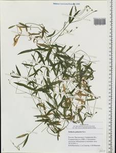 Stellaria palustris Ehrh. ex Retz., Eastern Europe, Middle Volga region (E8) (Russia)