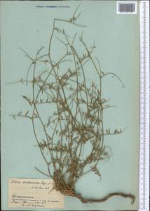 Vicia kokanica Regel & Schmalh., Middle Asia, Pamir & Pamiro-Alai (M2) (Tajikistan)