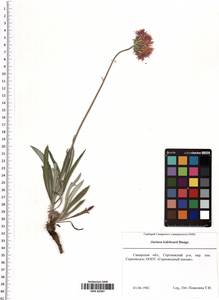 Jurinea ledebourii Bunge, Eastern Europe, Middle Volga region (E8) (Russia)