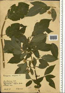 Euonymus europaeus L., Eastern Europe, Moldova (E13a) (Moldova)