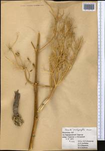 Ferula pachyphylla Korovin, Middle Asia, Western Tian Shan & Karatau (M3) (Kazakhstan)