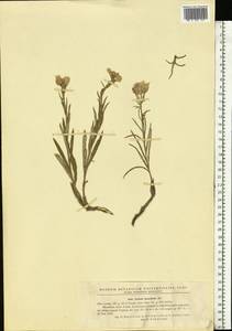 Jurinea multiflora (L.) B. Fedtsch., Eastern Europe, West Ukrainian region (E13) (Ukraine)