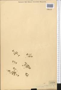 Koenigia islandica L., Middle Asia, Dzungarian Alatau & Tarbagatai (M5) (Kazakhstan)