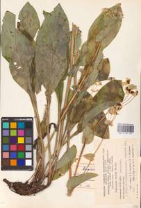 Bupleurum aureum Fisch., Eastern Europe, Eastern region (E10) (Russia)