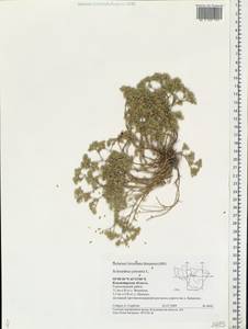 Scleranthus perennis, Eastern Europe, Central region (E4) (Russia)