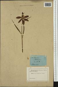 Fritillaria meleagris L., Western Europe (EUR) (Not classified)