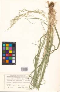 Arrhenatherum elatius (L.) P.Beauv. ex J.Presl & C.Presl., Eastern Europe, Moscow region (E4a) (Russia)