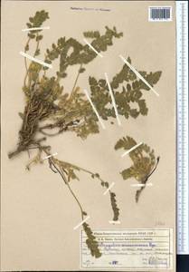 Astragalus anisomerus Bunge, Middle Asia, Western Tian Shan & Karatau (M3) (Kazakhstan)