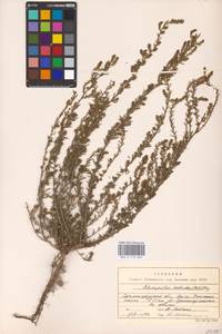 Sedobassia sedoides (Pall.) Freitag & G. Kadereit, Eastern Europe, Lower Volga region (E9) (Russia)